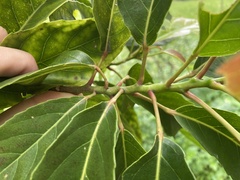 Elaeocarpus serratus