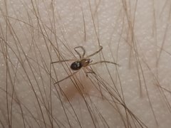 Steatoda grossa