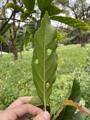 Elaeocarpus serratus