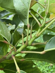 Elaeocarpus serratus