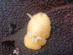 Acanthodoris lutea