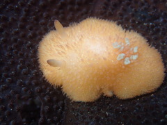 Acanthodoris lutea