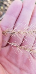Elymus villosus