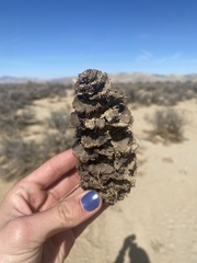 Pseudotsuga macrocarpa