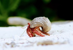 Coenobita perlatus