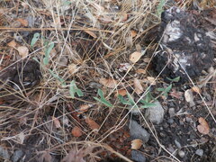 Calystegia occidentalis