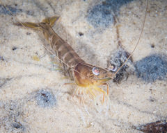 Penaeus latisulcatus