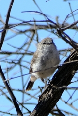 Acanthiza uropygialis