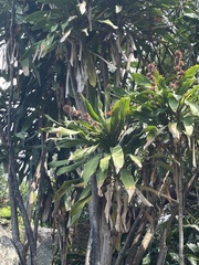 Dracaena