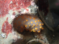 Limacia