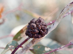 Apiomorpha strombylosa