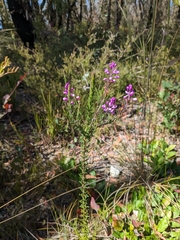 Comesperma