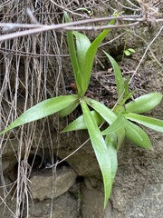 Dudleya lanceolata
