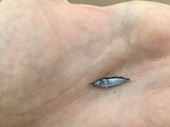Macroramphosus scolopax