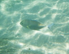 Caranx melampygus