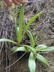 Dudleya lanceolata