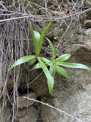 Dudleya lanceolata