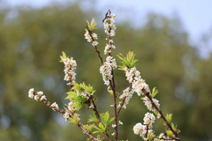 Prunus salicina