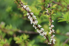 Prunus salicina