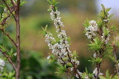 Prunus salicina