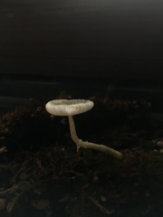 Fungi
