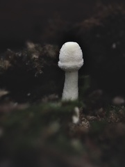 Fungi
