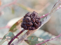 Apiomorpha strombylosa