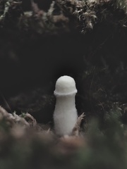 Fungi