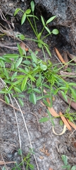 Searsia angustifolia