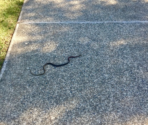 Demansia psammophis