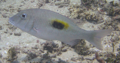 Lethrinus harak
