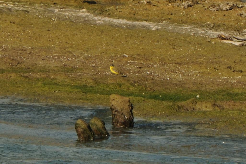 Western Yellow Wagtail