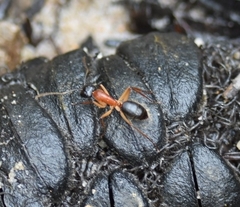 Camponotus nigriceps