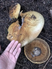 Cortinarius ponderosus