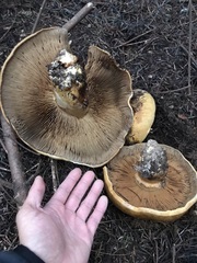 Cortinarius ponderosus