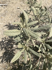 Eriodictyon crassifolium