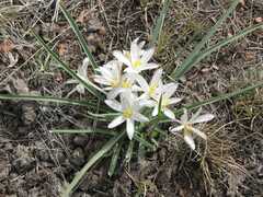 Leucocrinum montanum