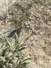 Eriodictyon crassifolium