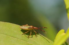 Gonocerus
