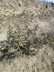 Eriodictyon crassifolium