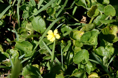 Goodenia rotundifolia