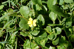 Goodenia rotundifolia