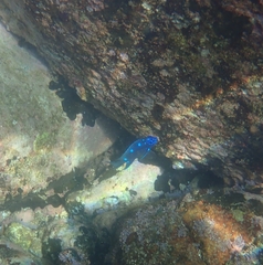 Microspathodon dorsalis