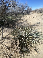 Hesperoyucca whipplei