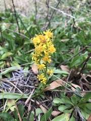 Solidago spathulata