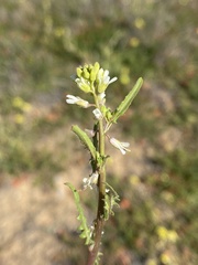 Caulanthus lasiophyllus