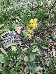 Solidago spathulata