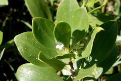 Myoporum boninense