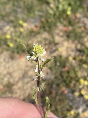 Caulanthus lasiophyllus