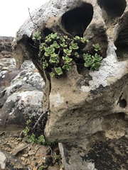 Dudleya farinosa